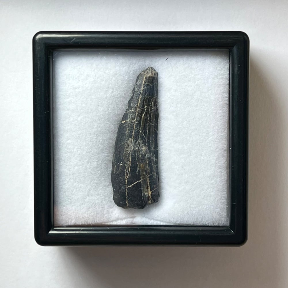 Suchomimus Tooth