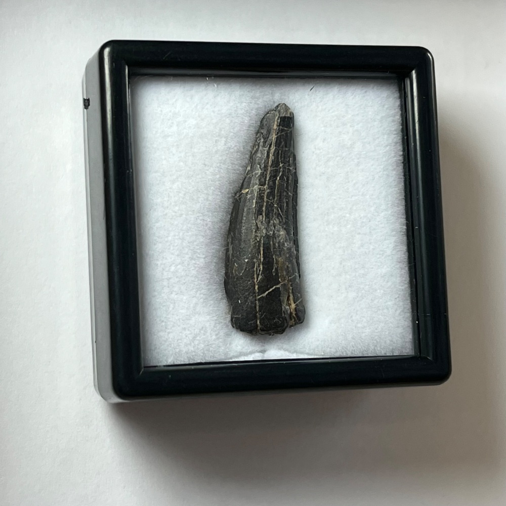 Suchomimus Tooth