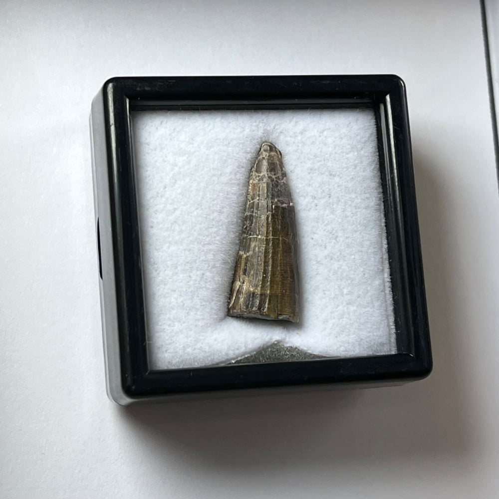 Suchomimus Tooth