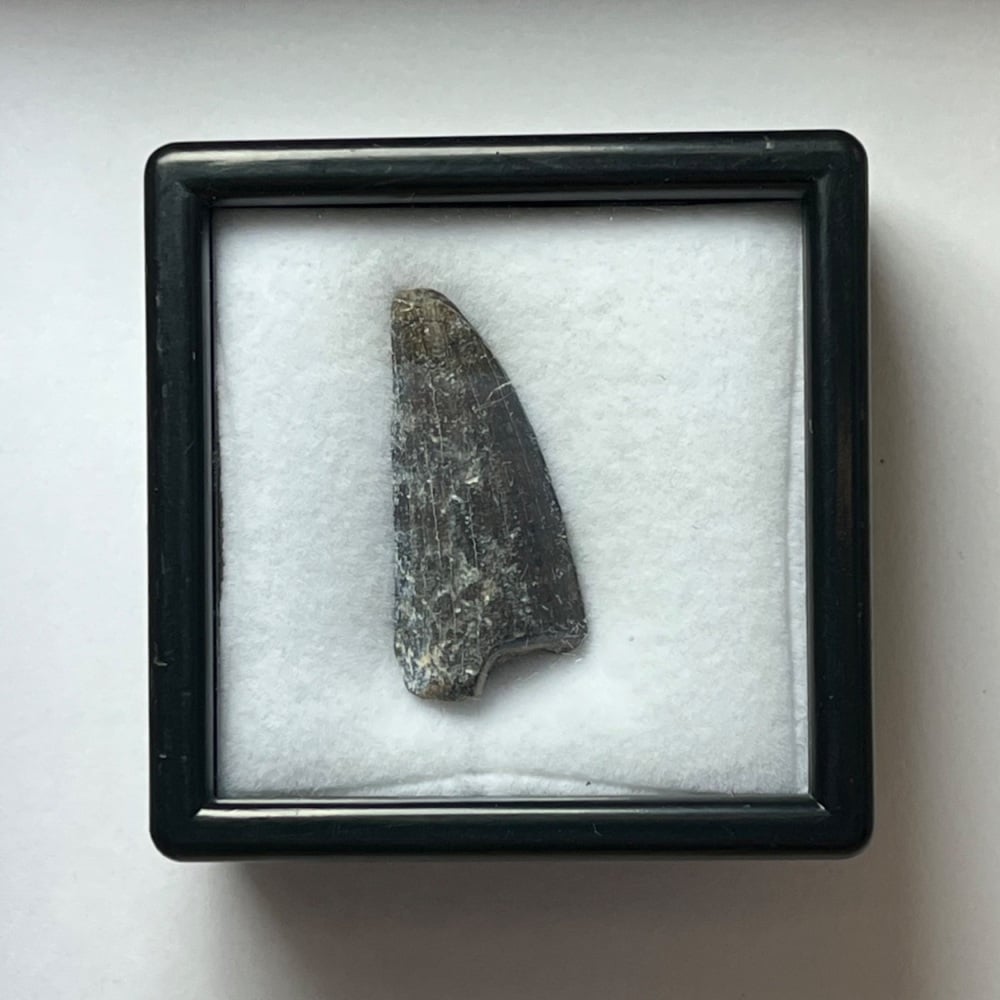 Suchomimus Tooth