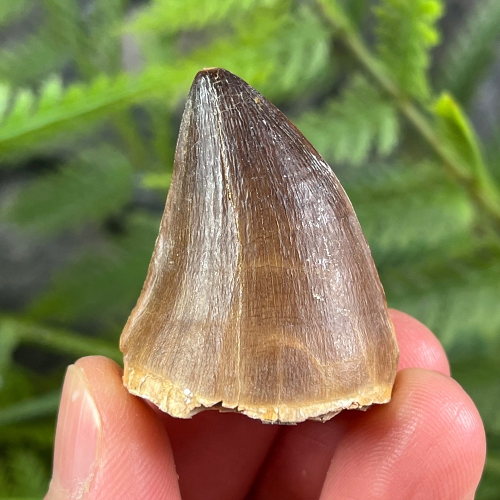 Mosasaur tooth