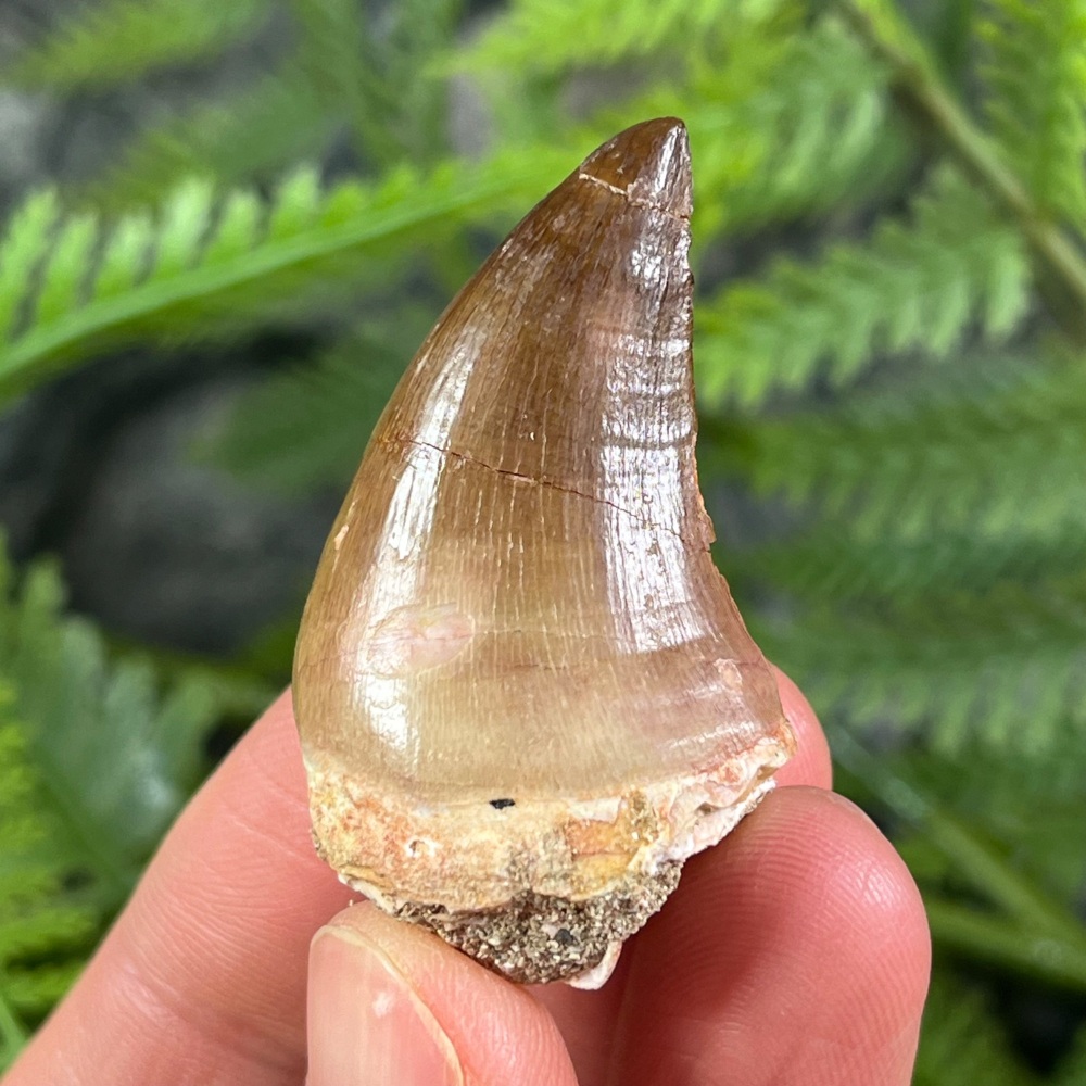 Mosasaur tooth