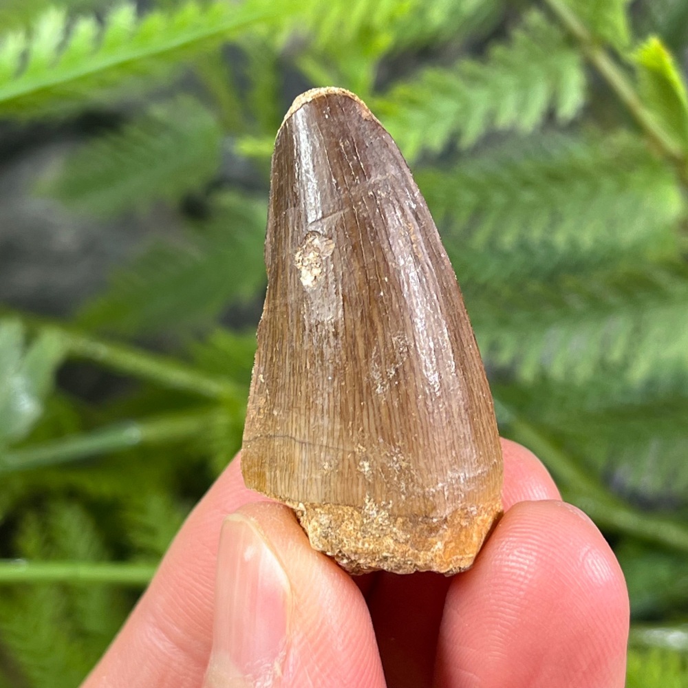 Mosasaur tooth