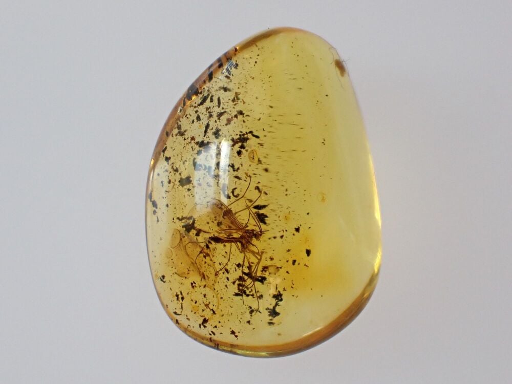 Baltic Amber with Fungus Gnat Inclusion