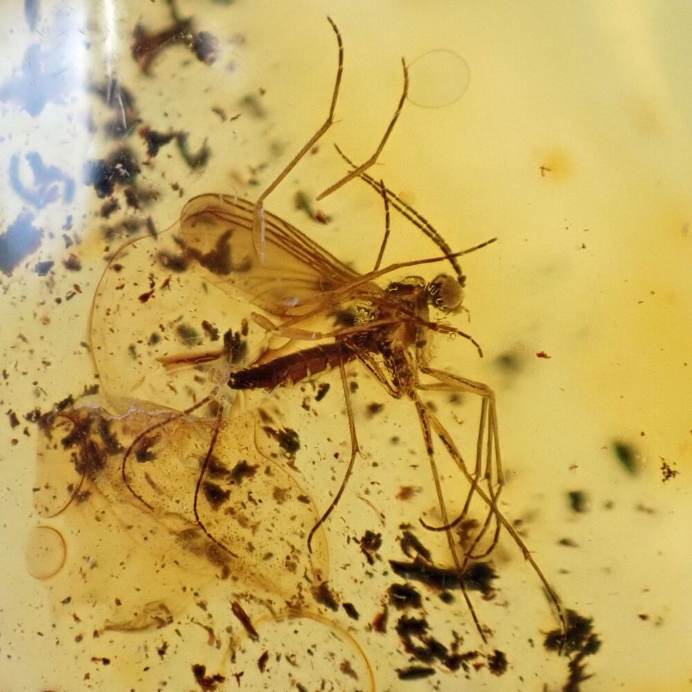 Baltic Amber with Fungus Gnat Inclusion