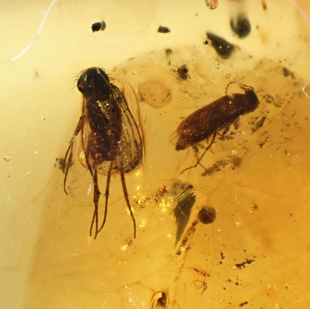 Baltic Amber with Fly & Beetle Inclusions