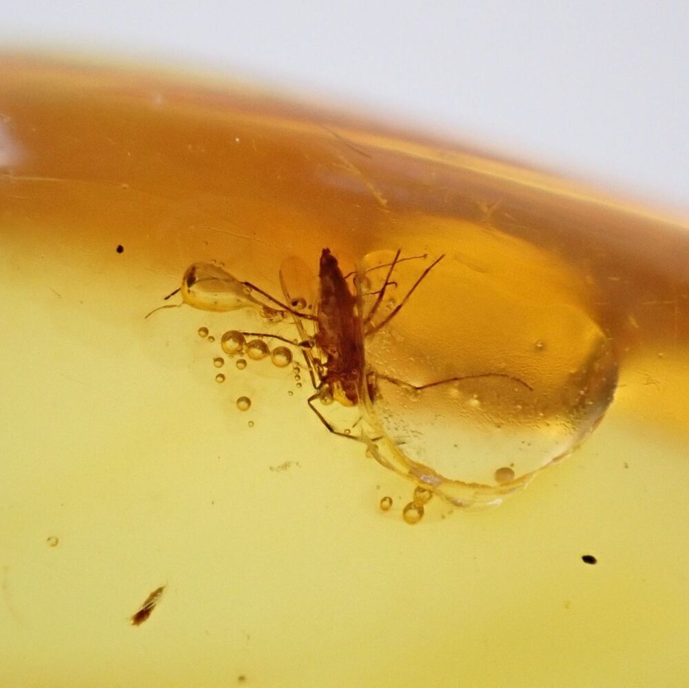Baltic Amber with Multiple Diptera (Fly) Inclusions