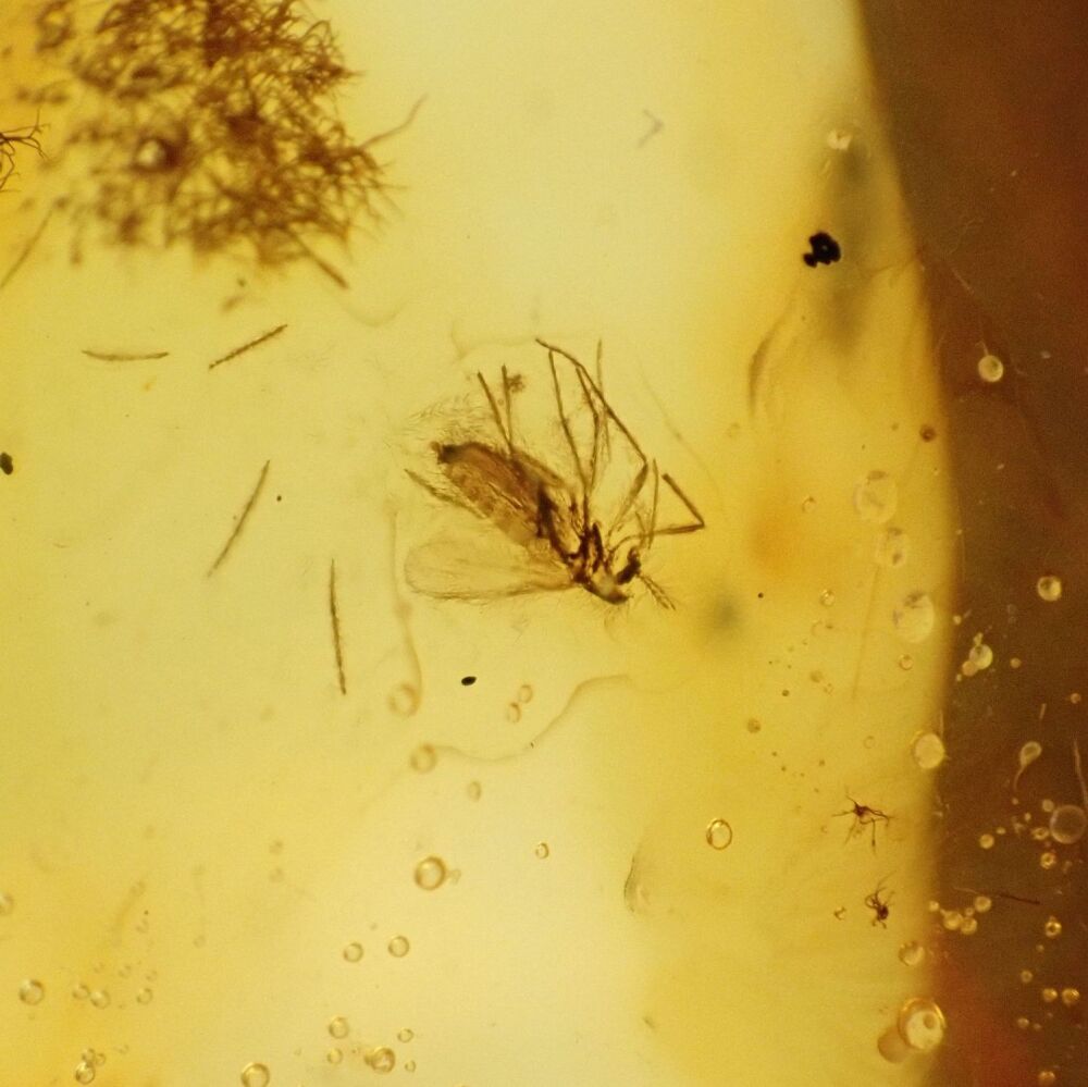 Baltic Amber with Multiple Diptera (Fly) Inclusions