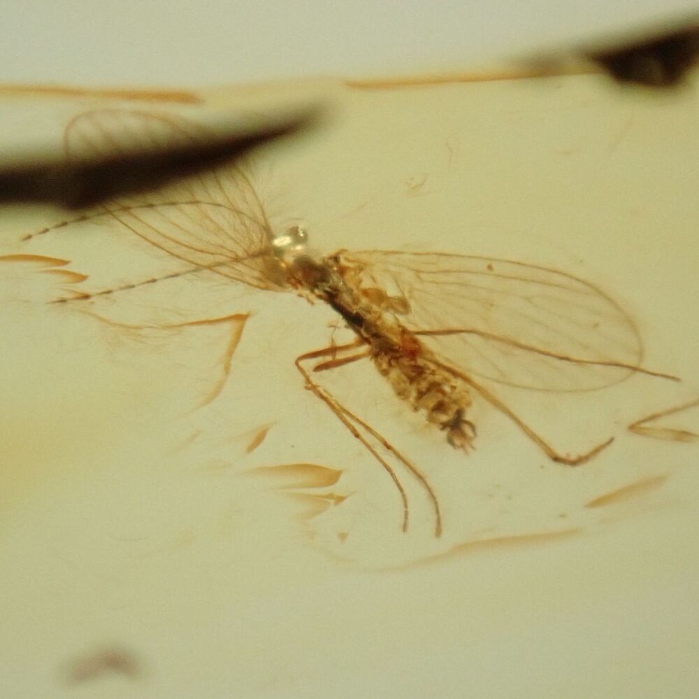 Baltic Amber with Diptera (Fly) Inclusions