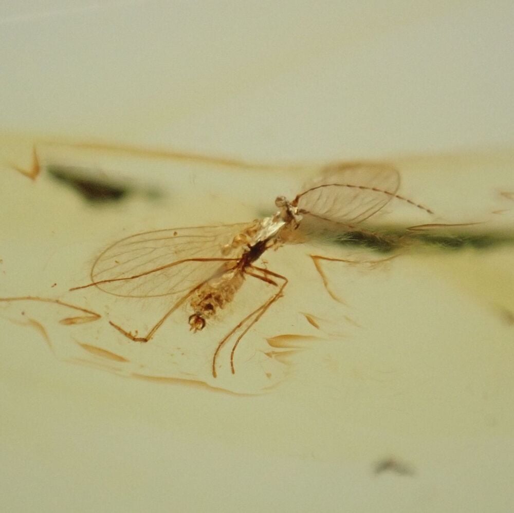 Baltic Amber with Diptera (Fly) Inclusions