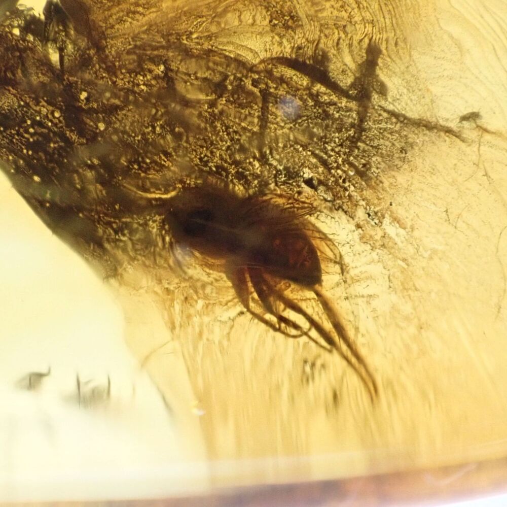 Baltic Amber with Diptera (Fly) Inclusion