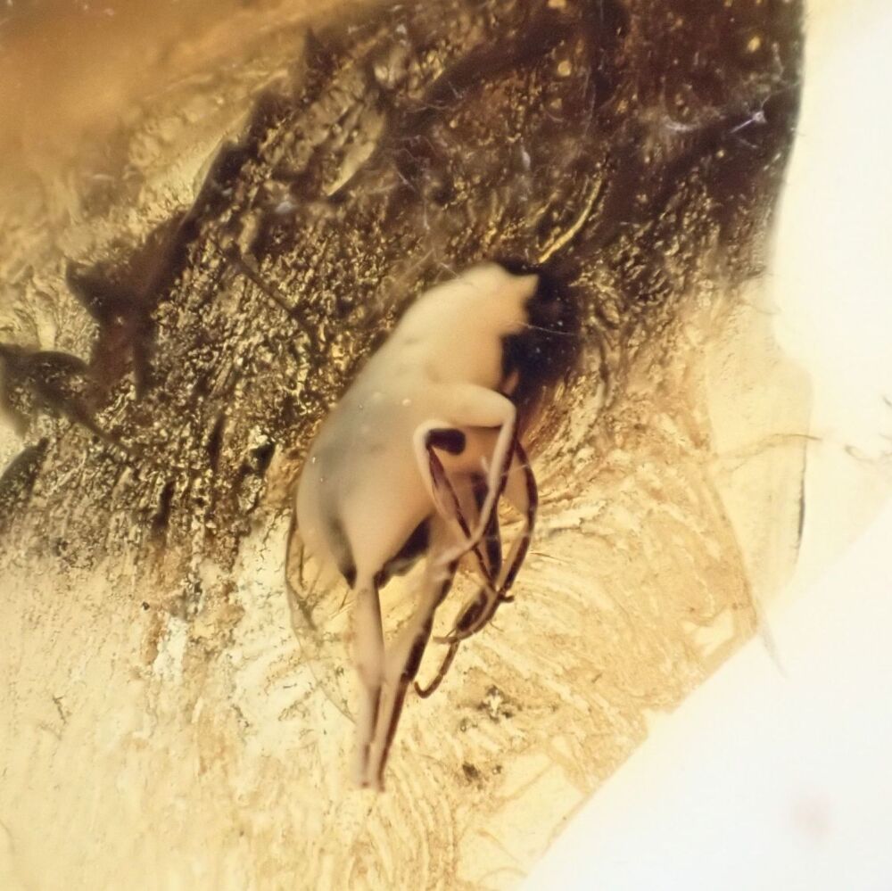 Baltic Amber with Diptera (Fly) Inclusion