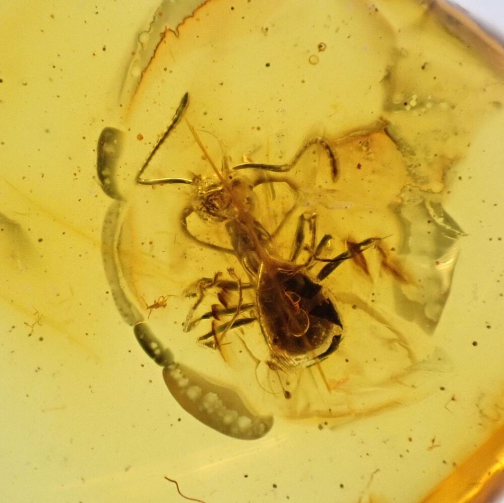 Baltic Amber with Ant Inclusion