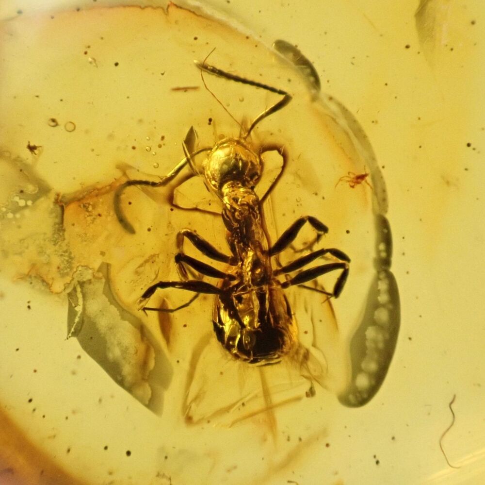 Baltic Amber with Ant Inclusion