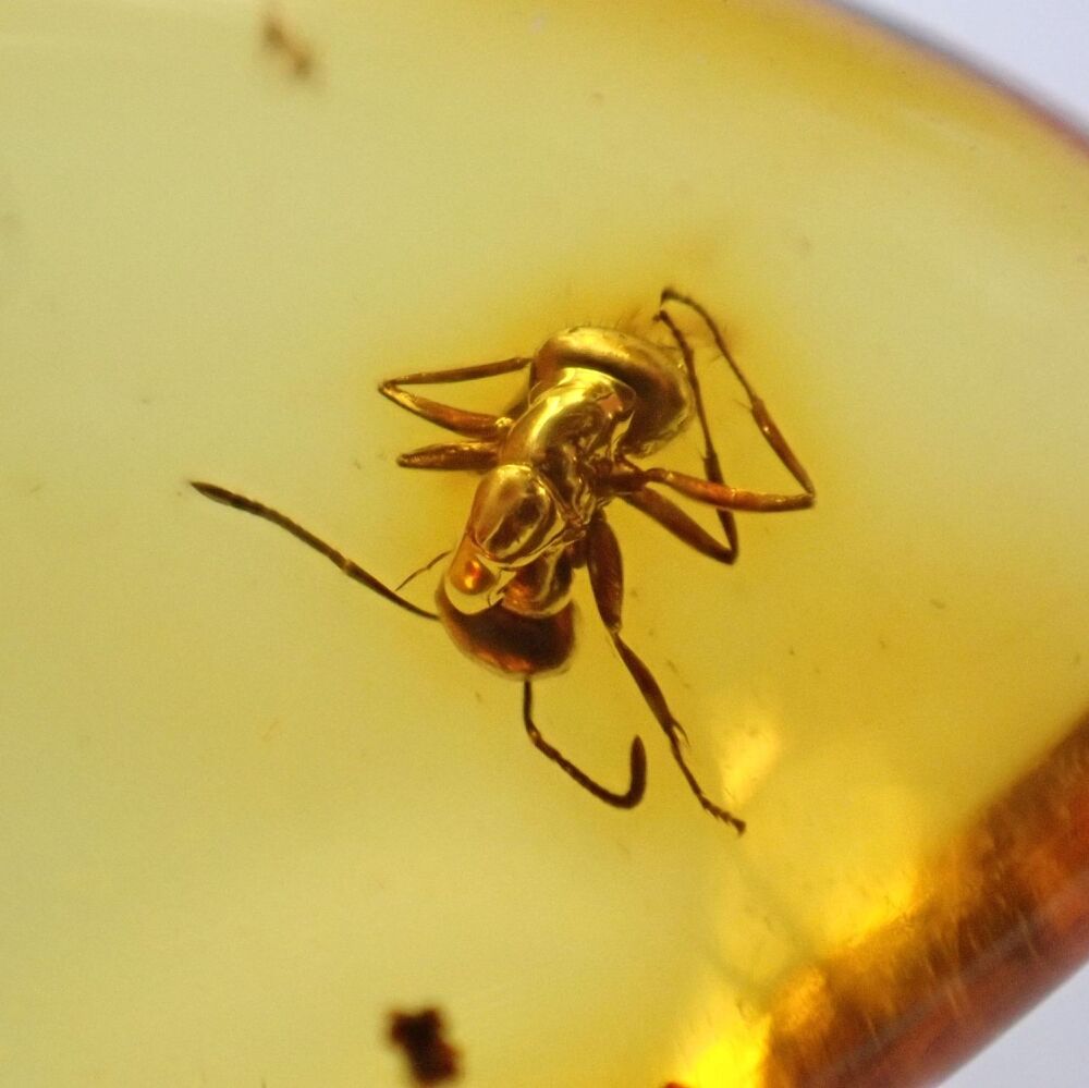 Baltic Amber with Ant Inclusion