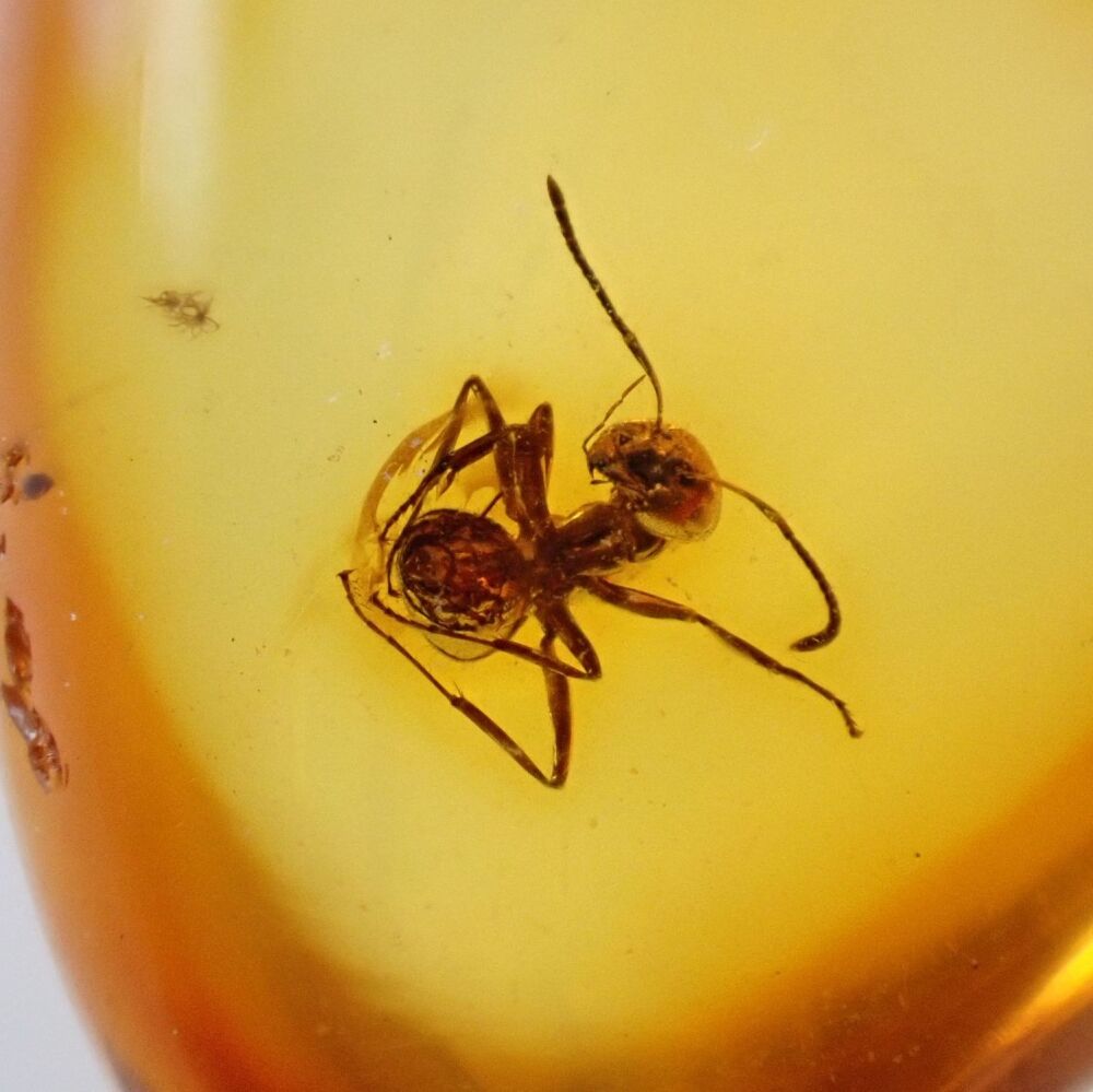 Baltic Amber with Ant Inclusion