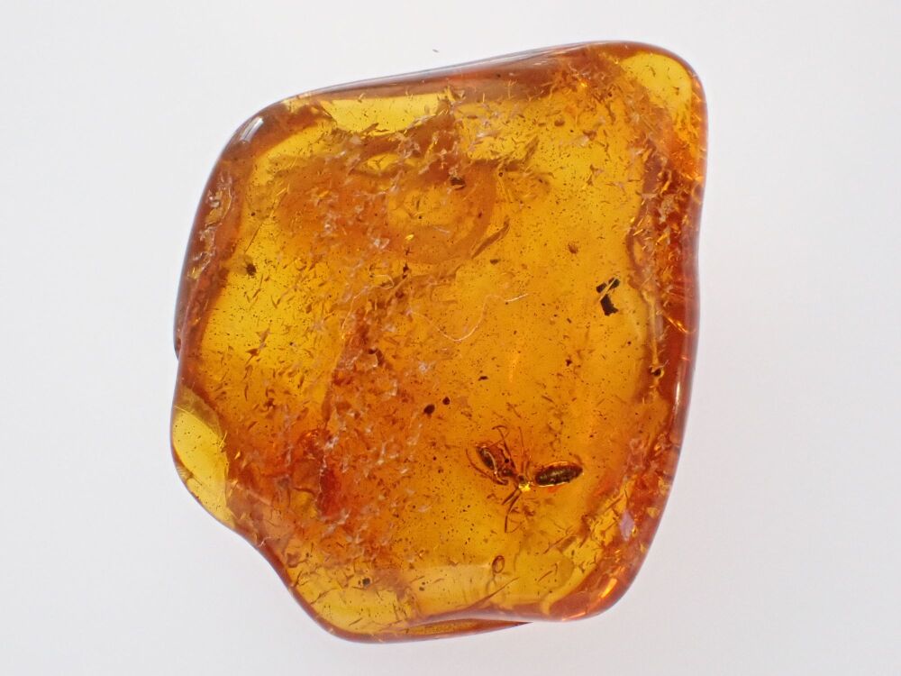 Baltic Amber with Ant Inclusion