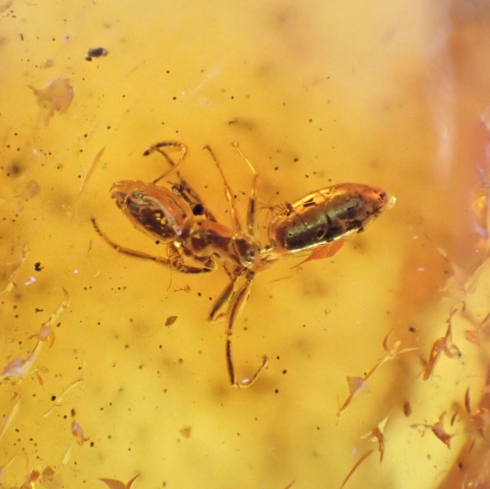 Baltic Amber with Ant Inclusion