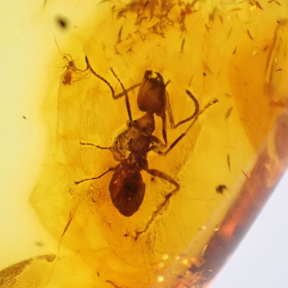 Baltic Amber with Ant Inclusion