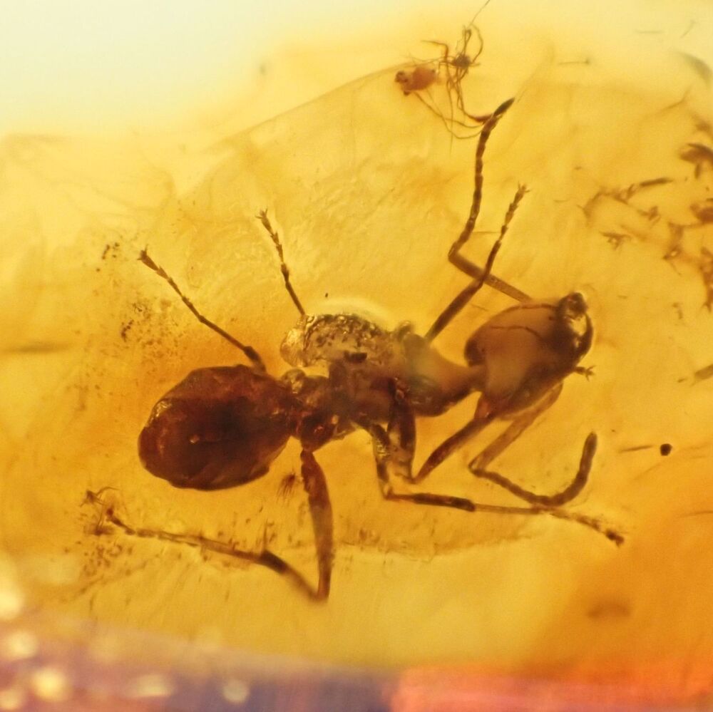 Baltic Amber with Ant Inclusion