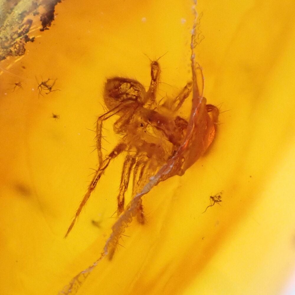 Baltic Amber with Spider & Diptera (Fly) Inclusion