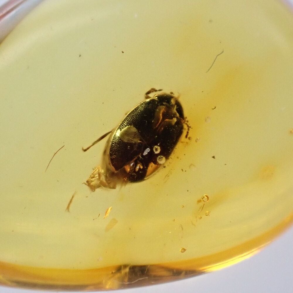 Baltic Amber with Coleoptera (Beetle) Inclusion