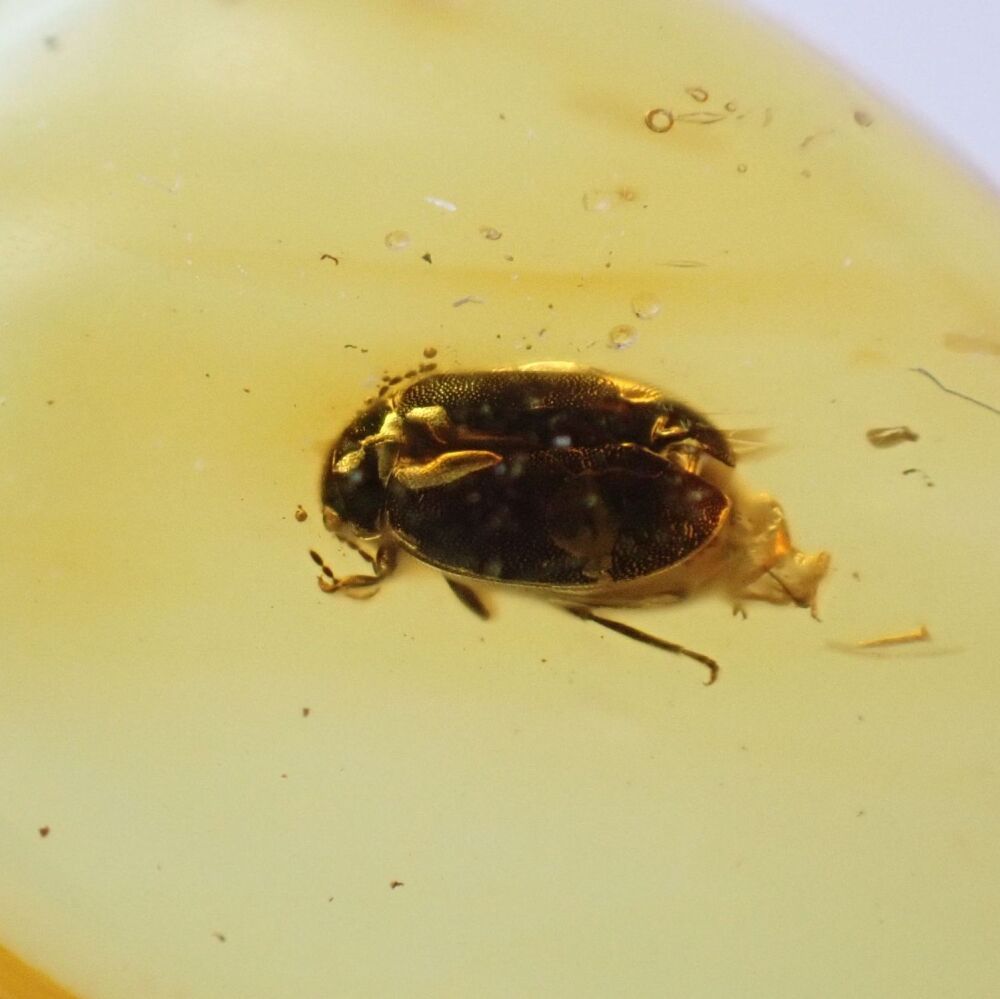 Baltic Amber with Coleoptera (Beetle) Inclusion