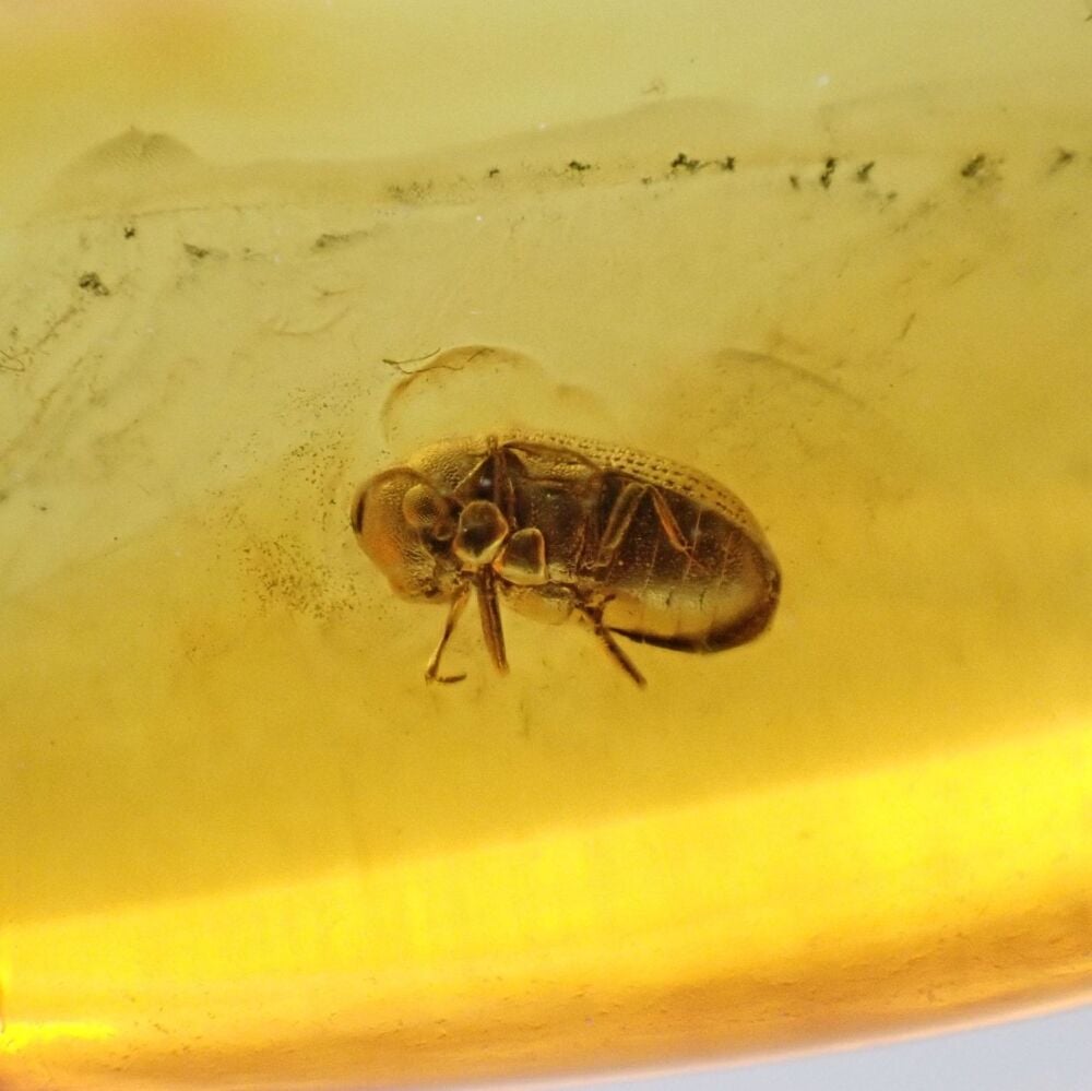 Baltic Amber with Coleoptera (Beetle) Inclusion