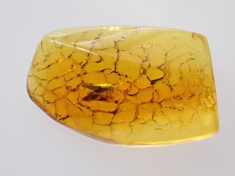Baltic Amber with Coleoptera (Beetle) Inclusion