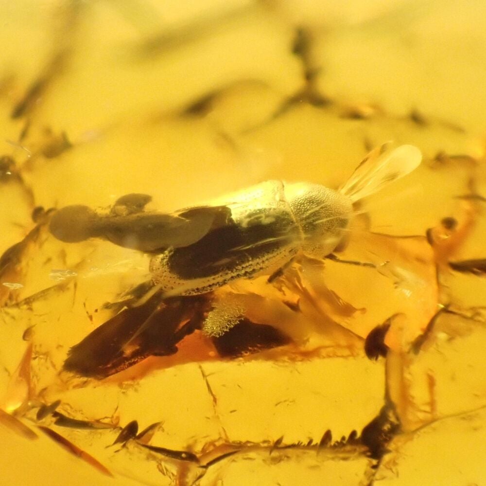 Baltic Amber with Coleoptera (Beetle) Inclusion