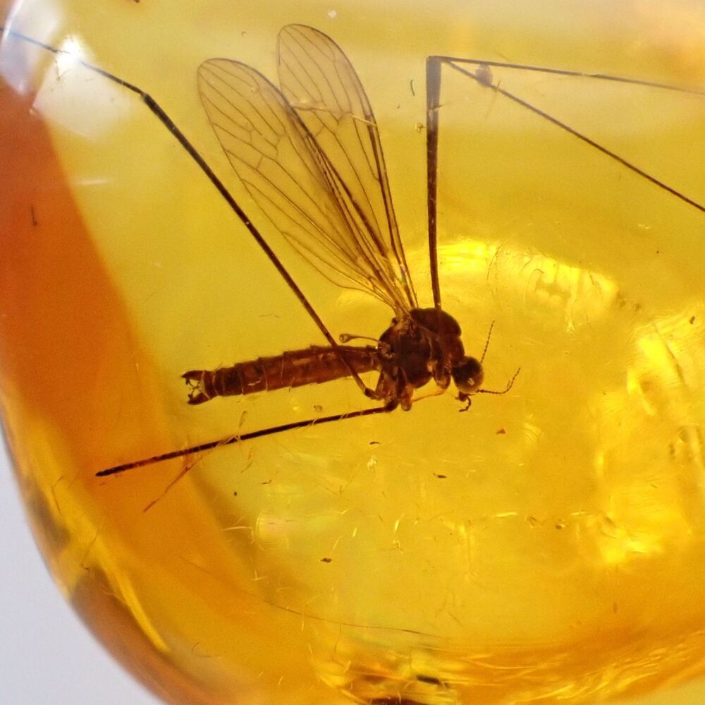 Baltic Amber with Crane Fly Inclusion
