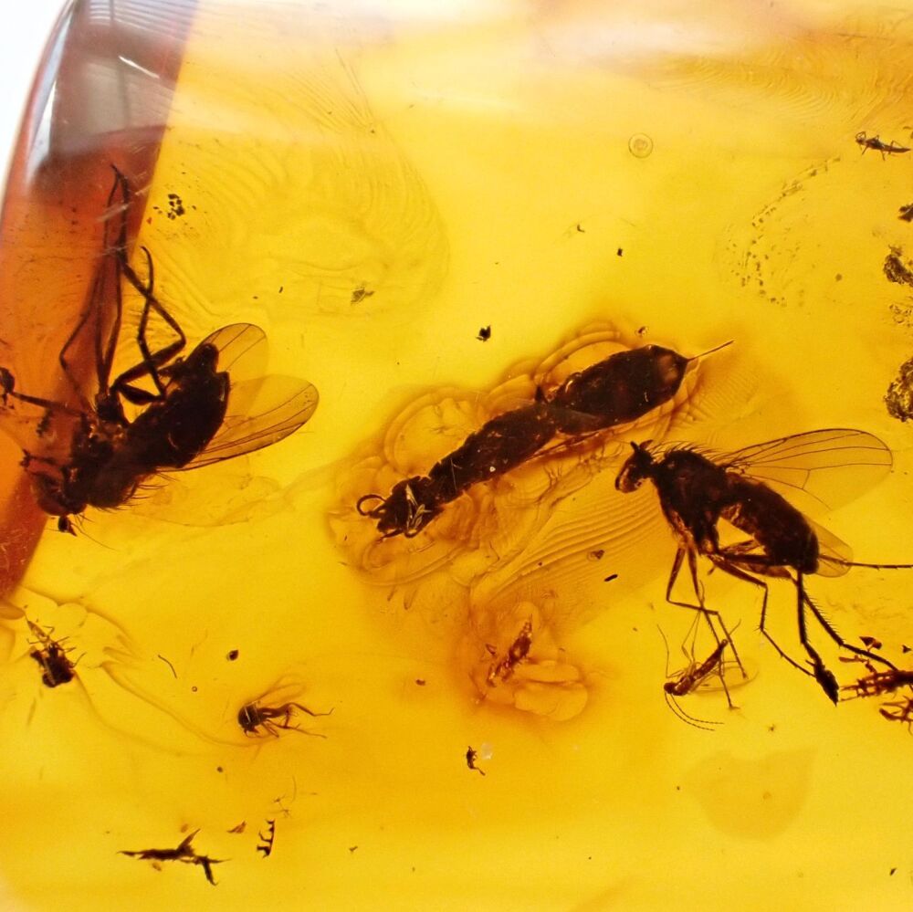 Baltic Amber with Swarm of Diptera (Fly) Inclusions