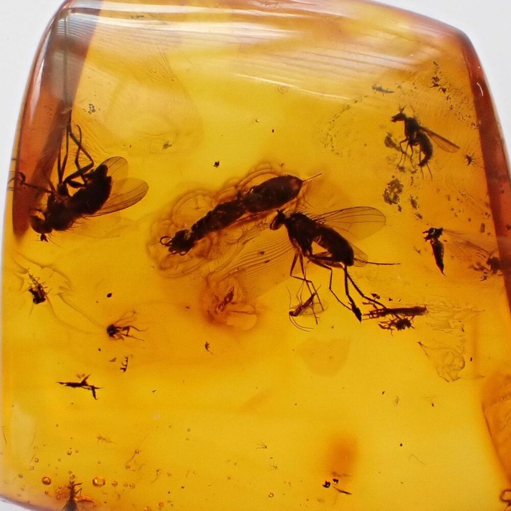 Baltic Amber with Swarm of Diptera (Fly) Inclusions