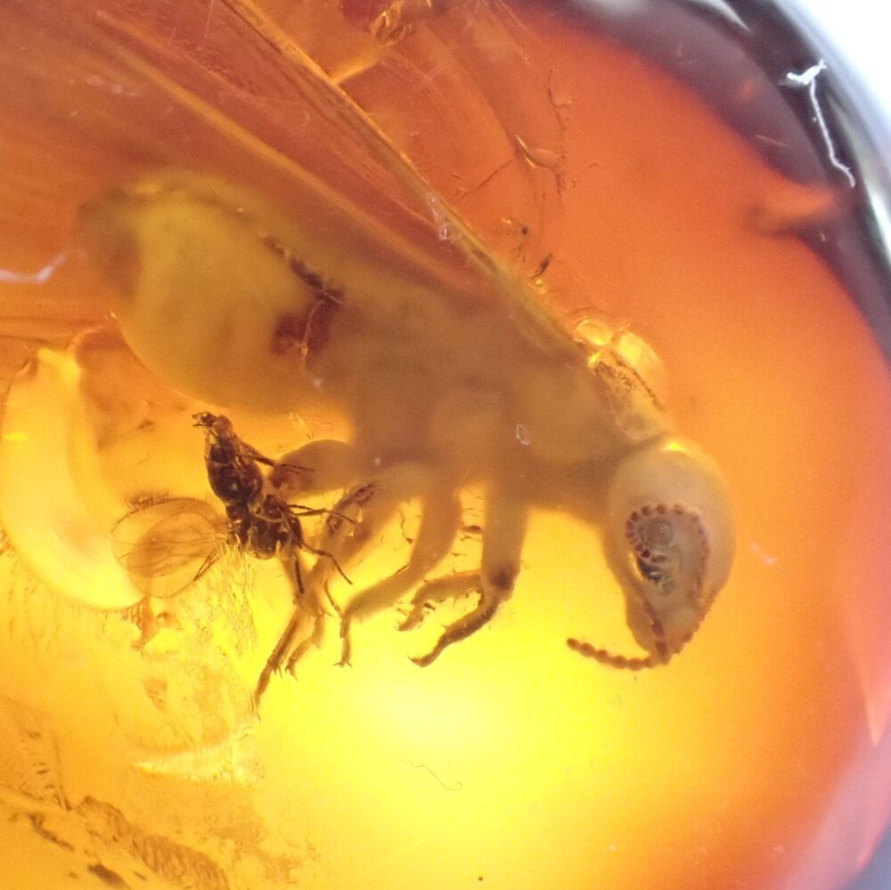 Baltic Amber with Winged Termite & Diptera (fly) Inclusions