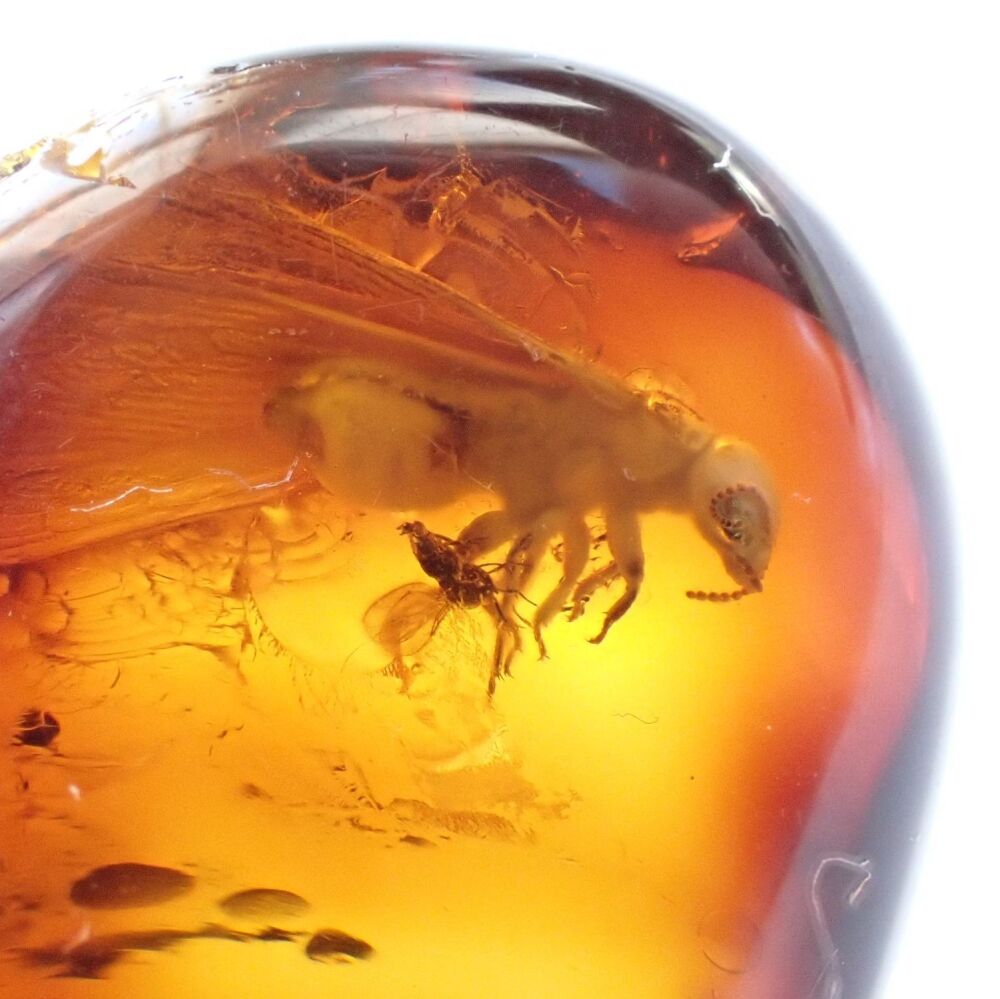 Baltic Amber with Winged Termite & Diptera (fly) Inclusions