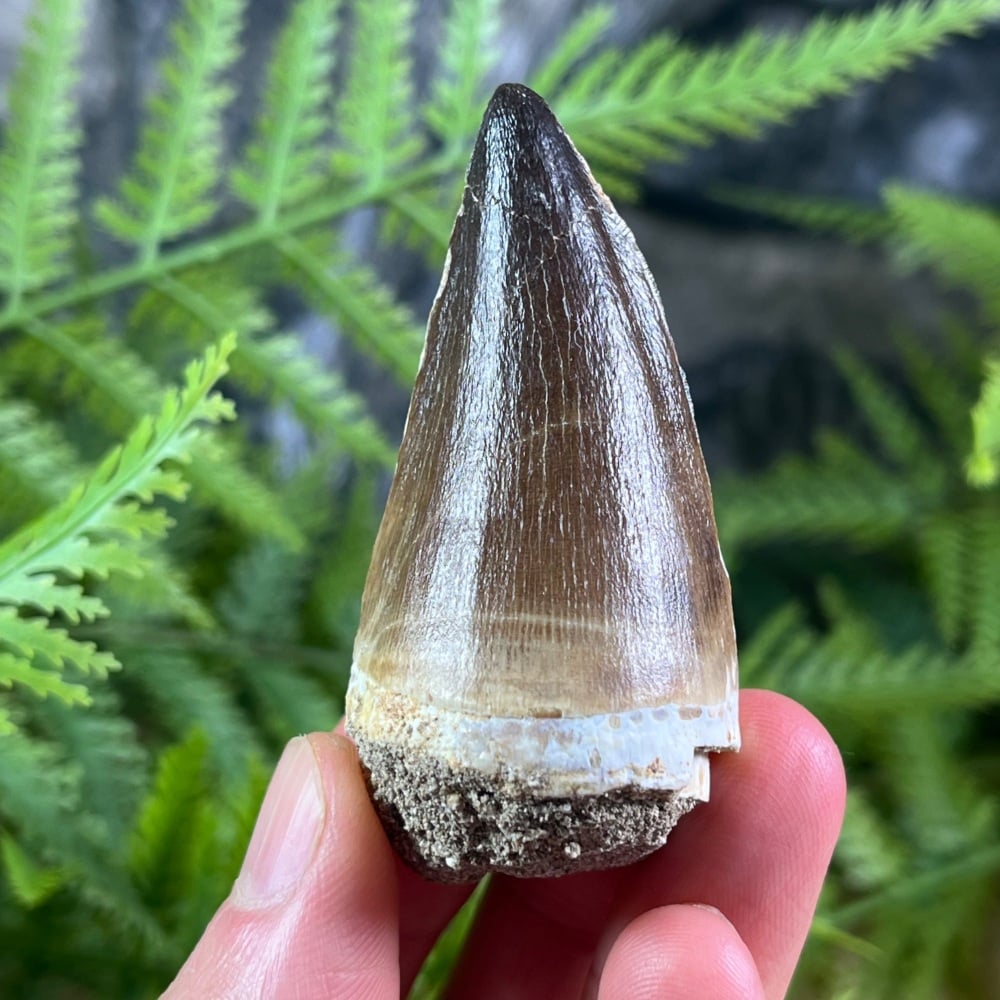 Mosasaur tooth (XL)