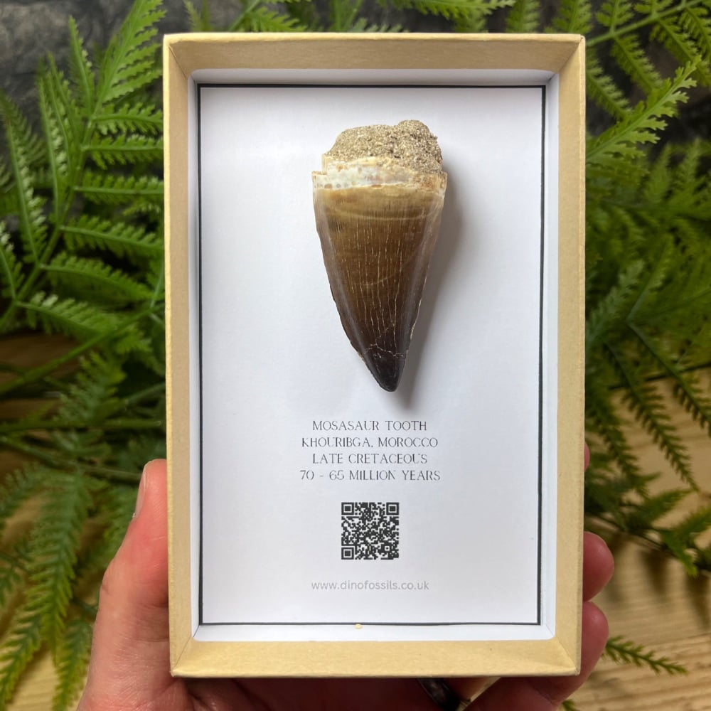 Mosasaur tooth (XL)