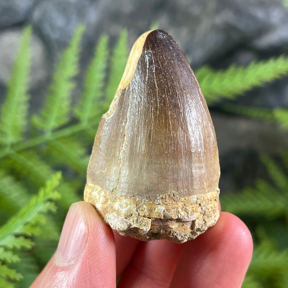 Mosasaur tooth