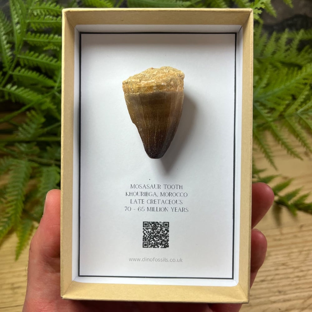 Mosasaur tooth
