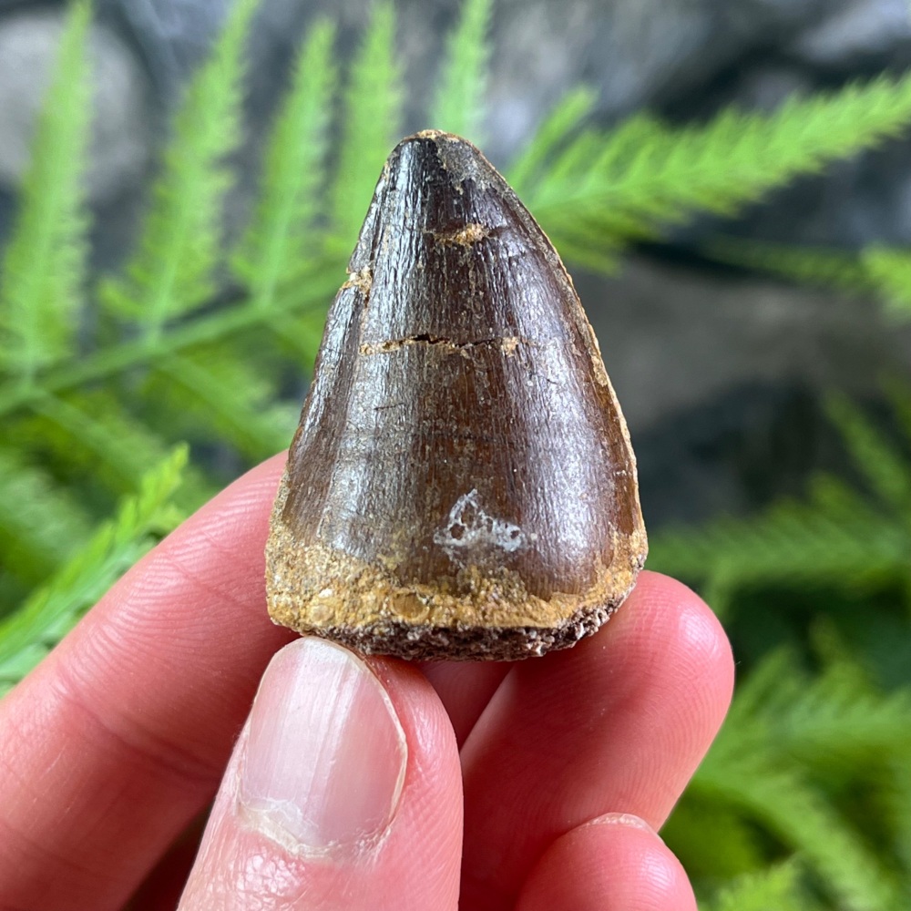 Mosasaur tooth