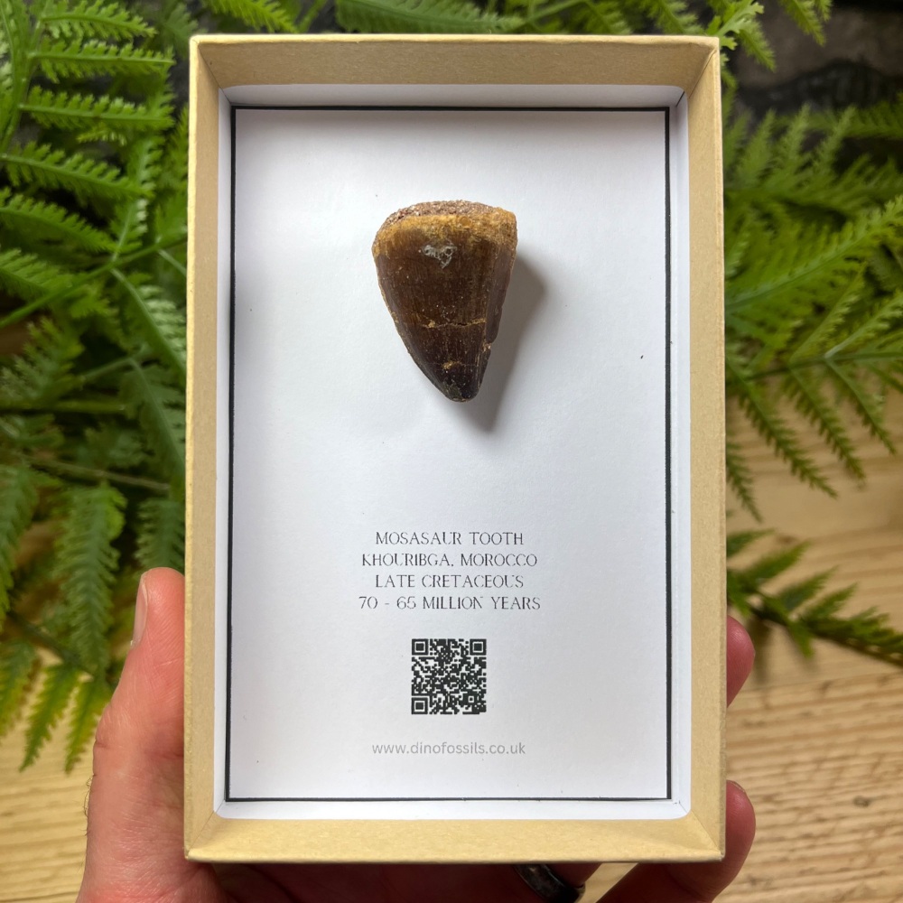Mosasaur tooth
