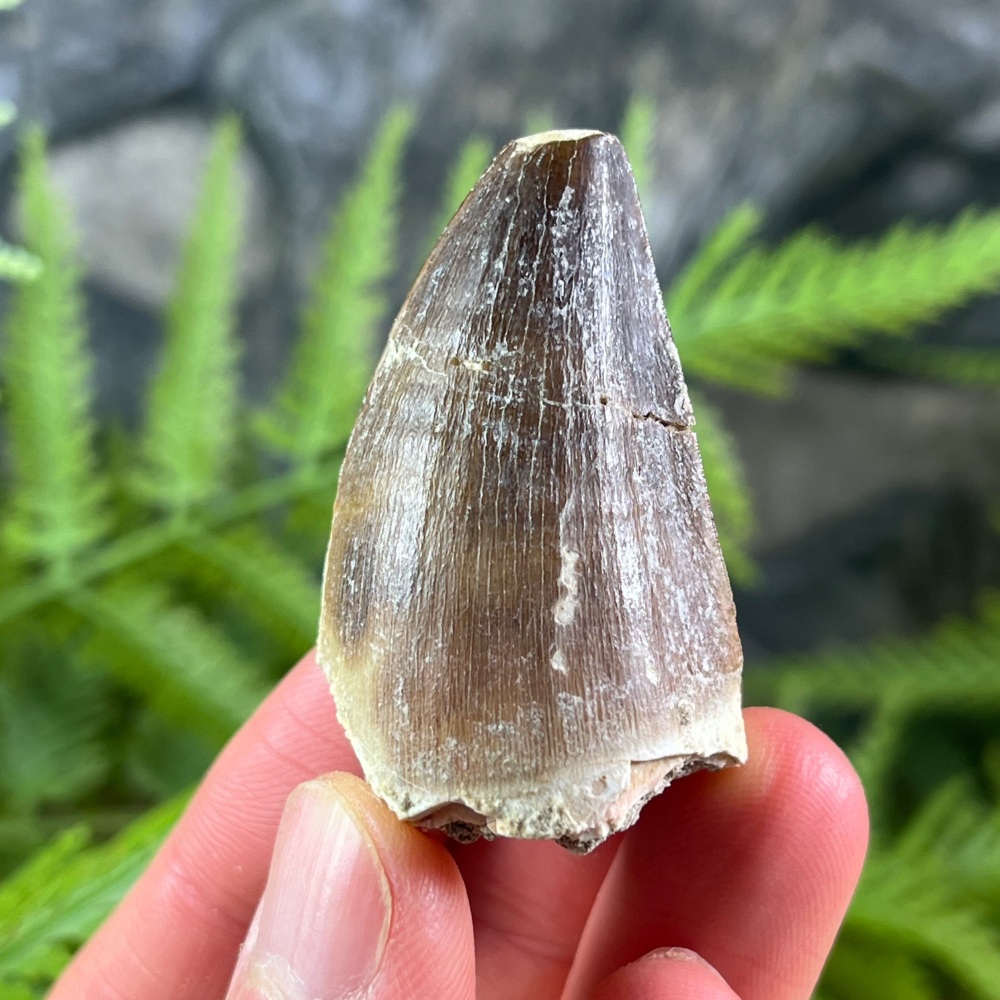 Mosasaur tooth