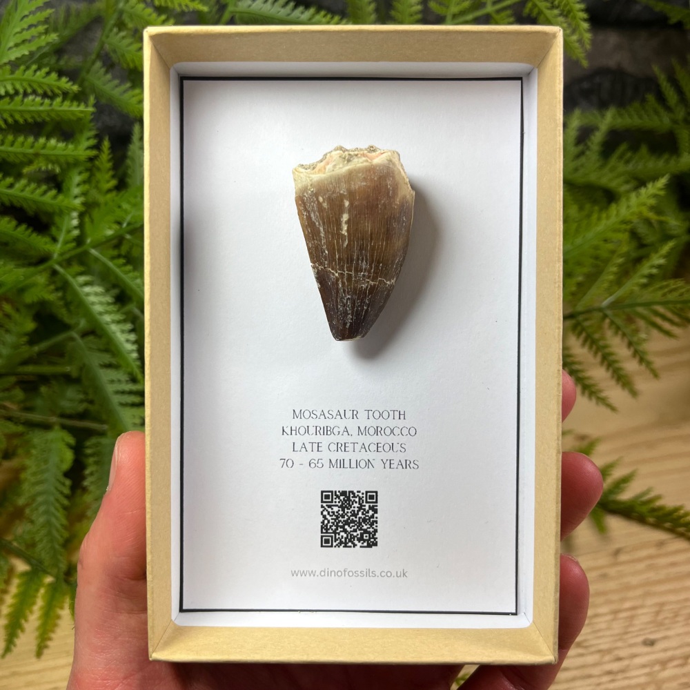 Mosasaur tooth