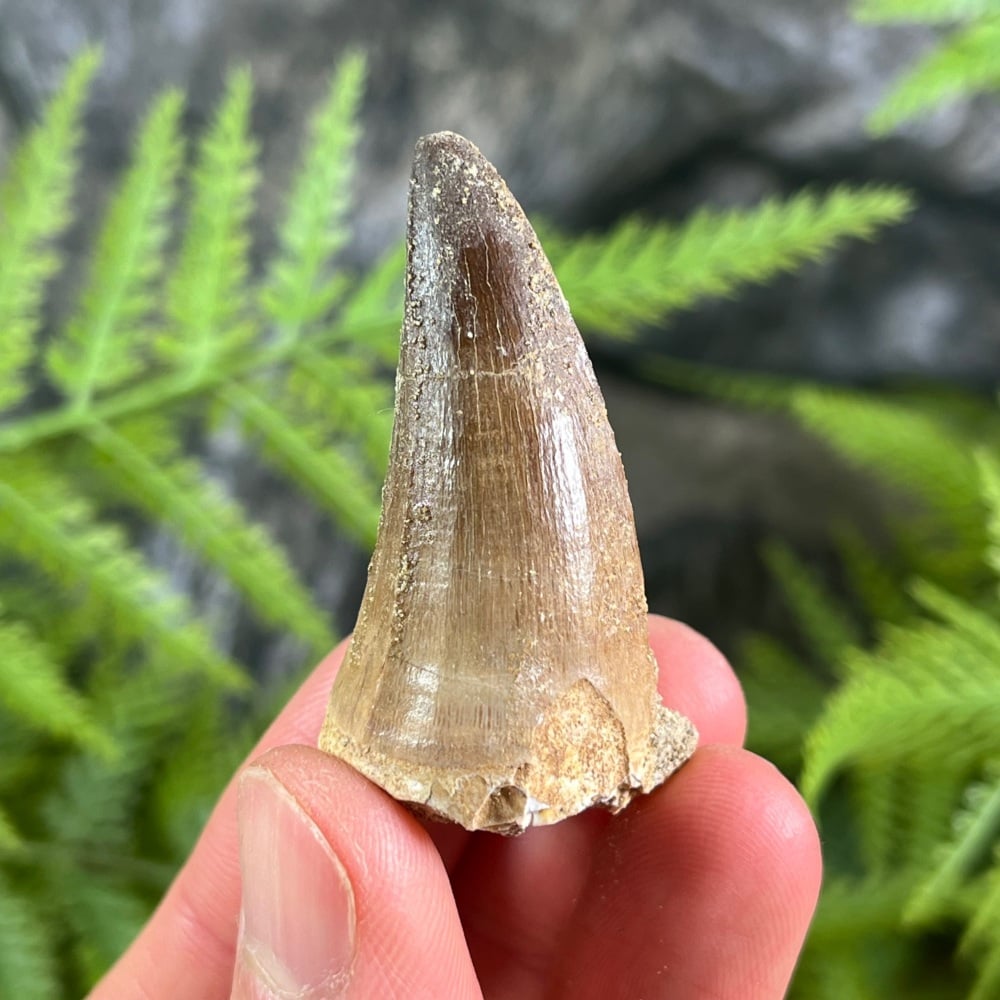 Mosasaur tooth