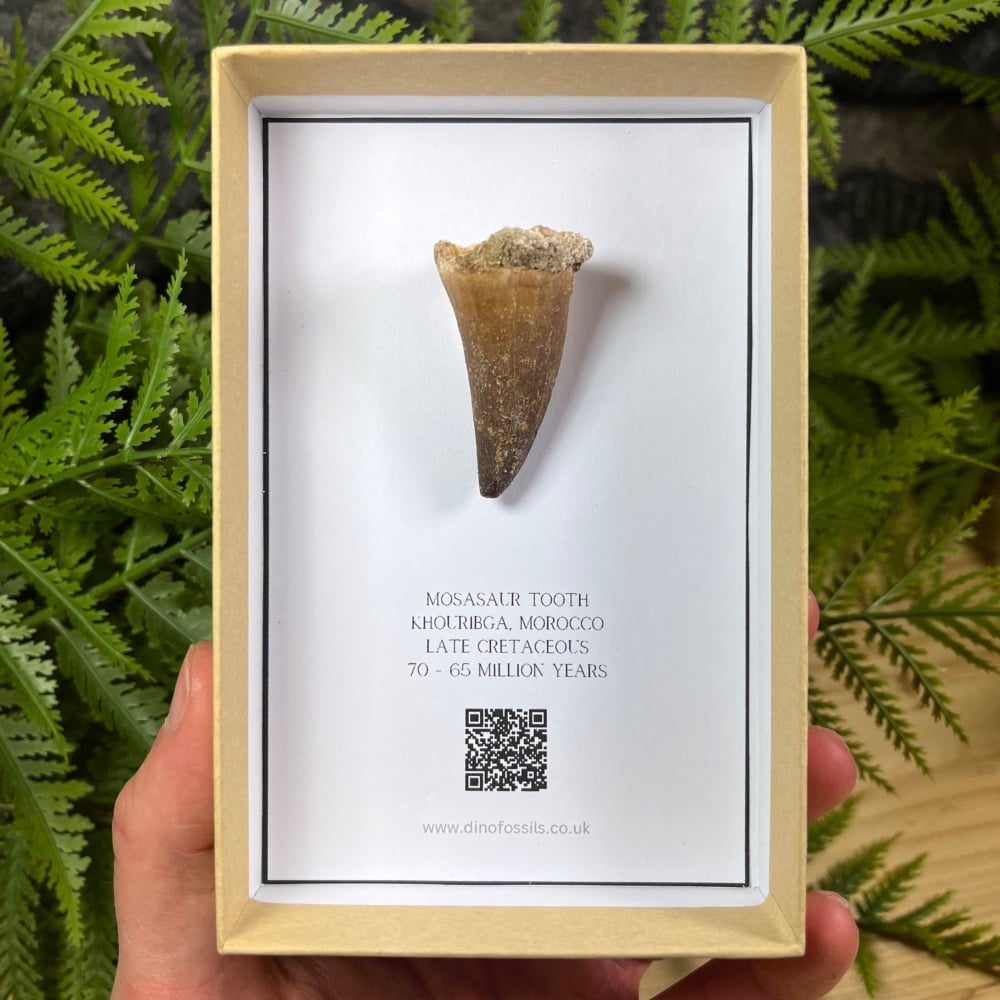 Mosasaur tooth