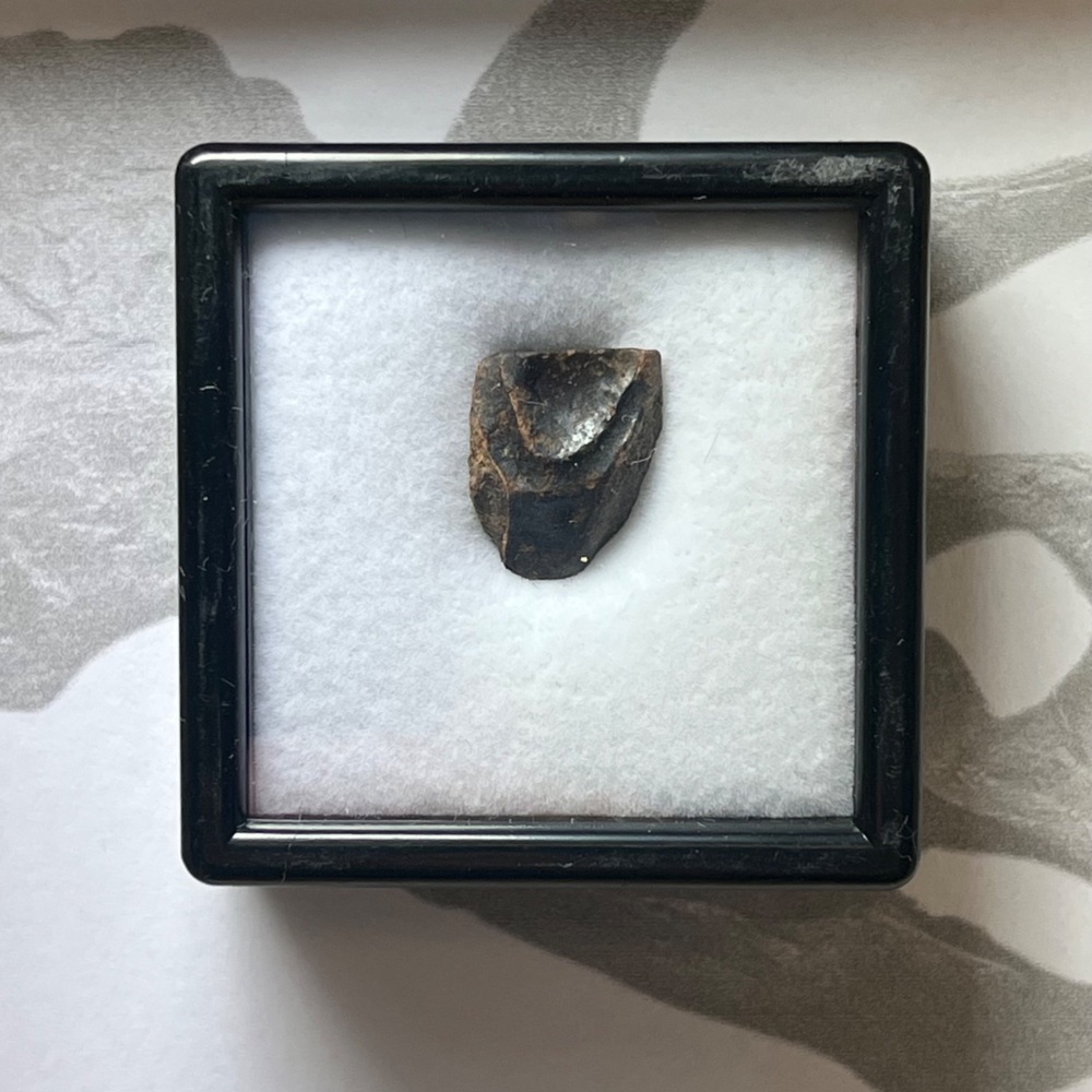 Triceratops Tooth
