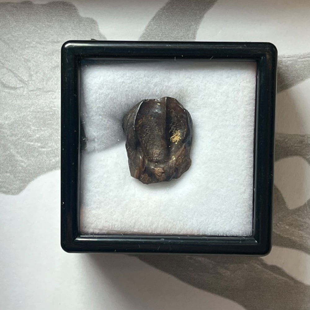 Triceratops Tooth