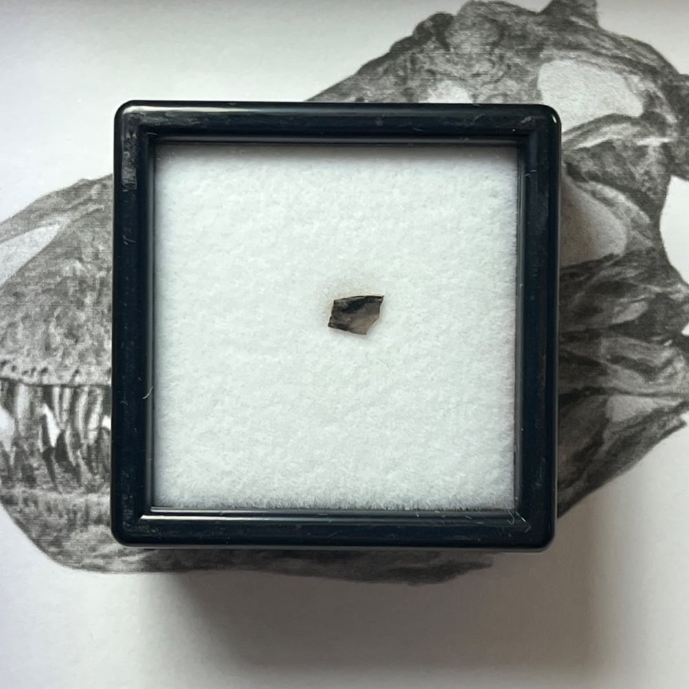 Tyrannosaurus rex Tooth Shard