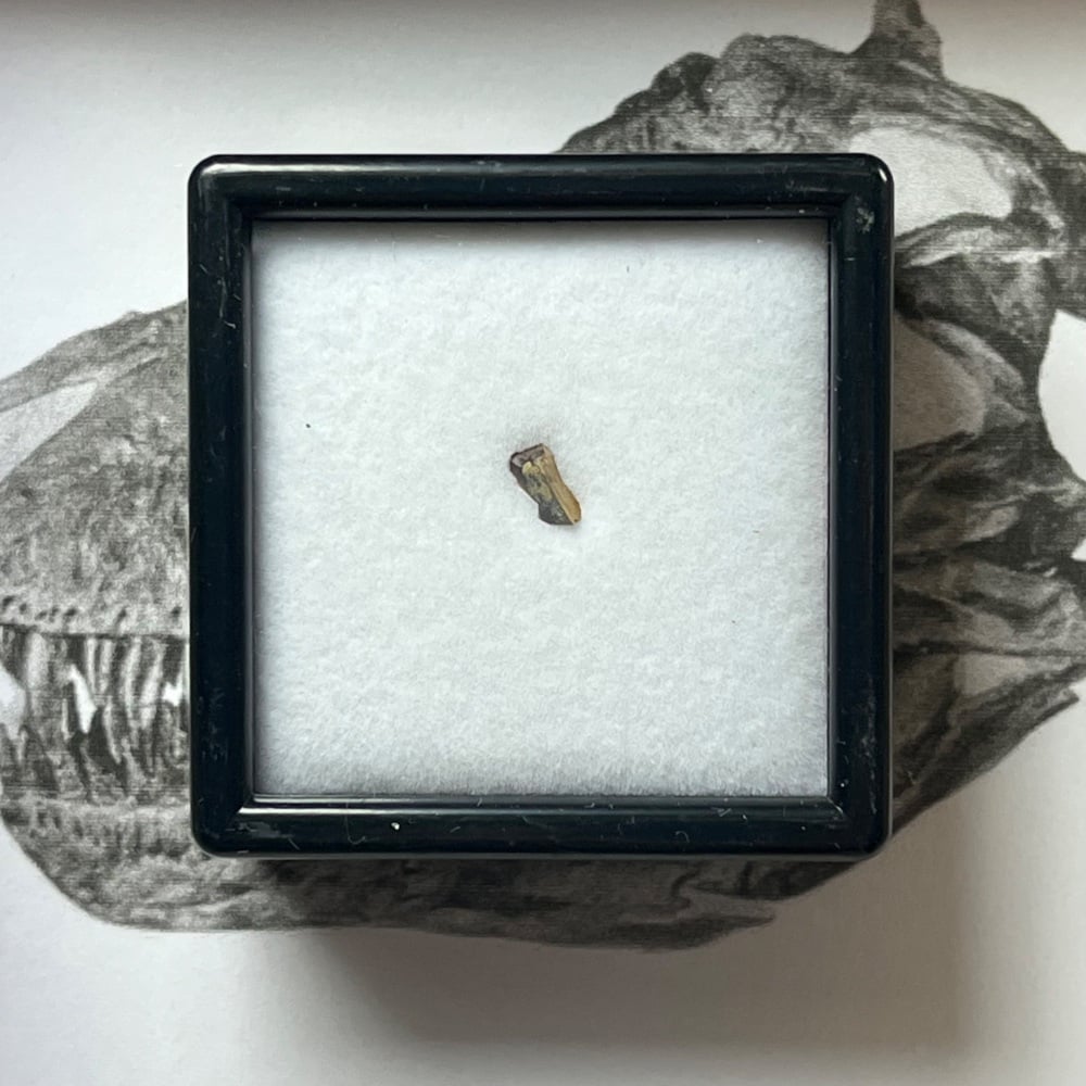 Tyrannosaurus rex Tooth Shard