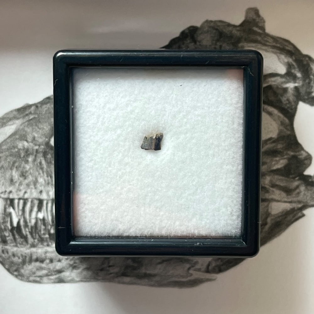 Tyrannosaurus rex Tooth Shard